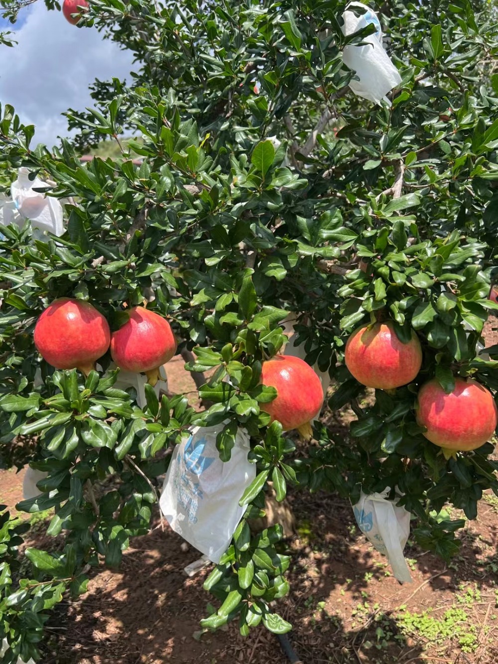 Tunisia Soft-Seed Pomegranate