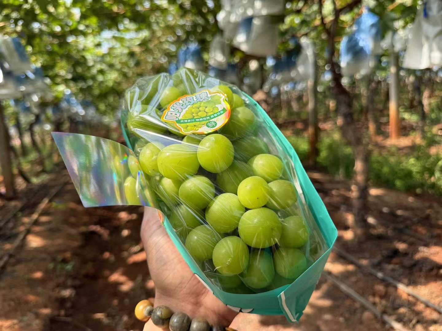 Sunshine Muscat Grapes