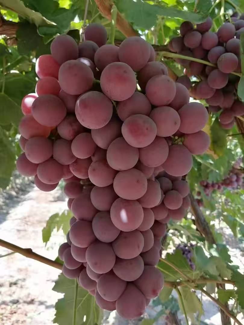 Red Globe Grapes